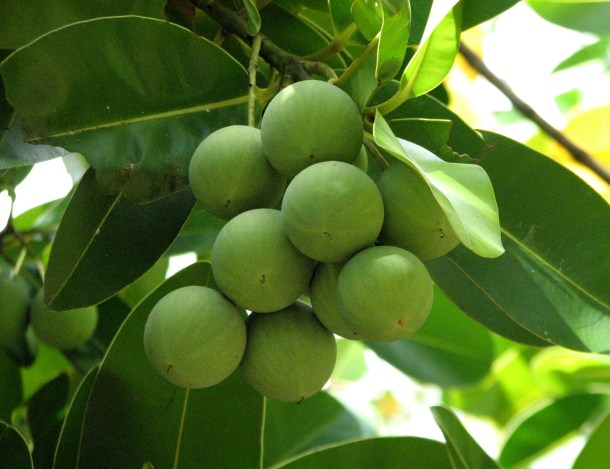 Calophyllum_inophyllum_fruit_Kewarra_4445