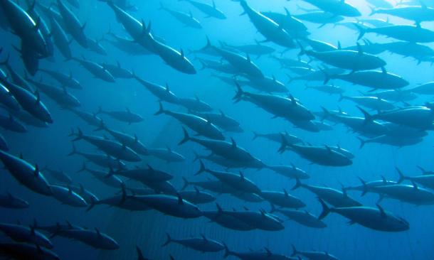 tuna_102948248