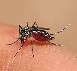 256px-Aedes_aegypti_feeding