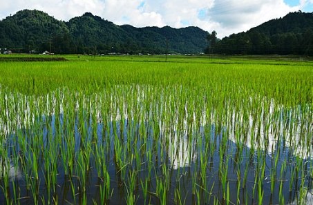 Paddy_and_Pisciculture_at_Ziro