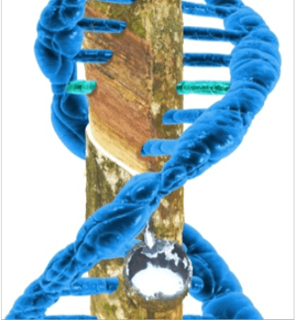 Rubber DNA Anoop