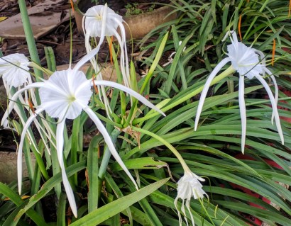Tiger lily H littoralis
