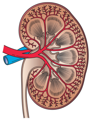 512px-Kidney_Cross_Section