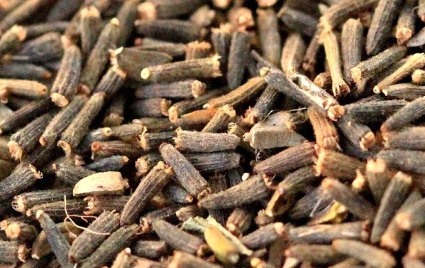 Vernonia_anthelmintica_seeds,_achenes