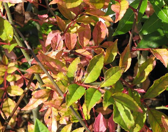 576px-Zanthoxylum_armatum_(15348378542)