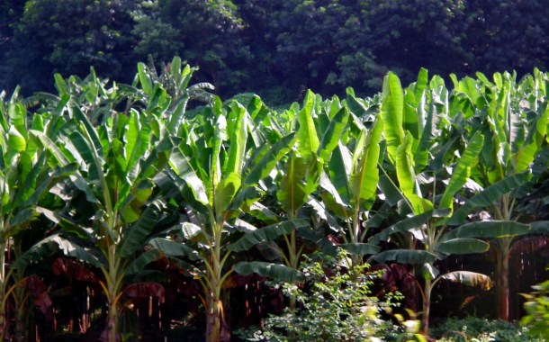 Banana_Farm_-_Kerala_RameshNG