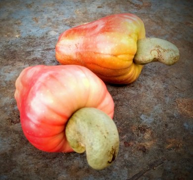 Cashew fruit_edited