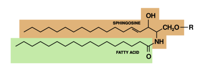 Sphingolipid
