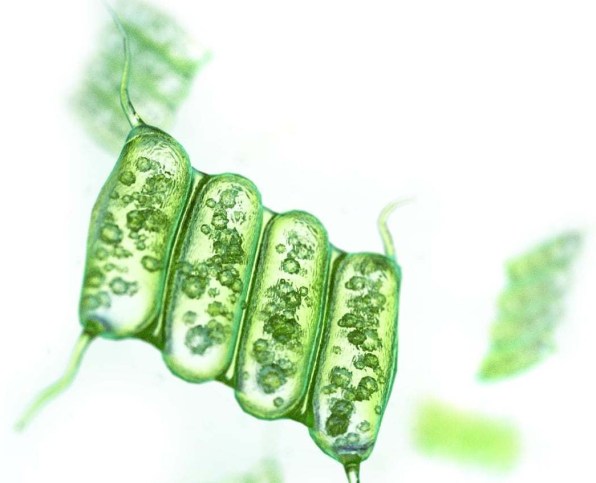 scenedesmus-obliquus-bg