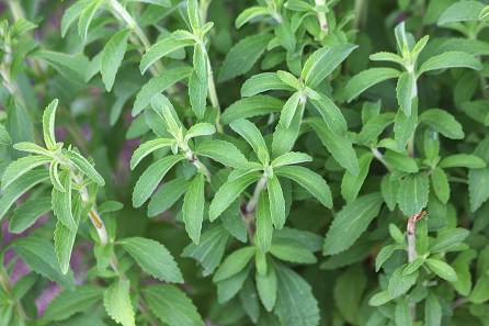 Stevia rebaudiana