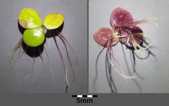 Spirodela_polyrhiza_Stefan.lefnaer