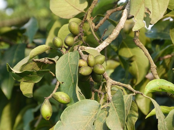 Terminalia_chebula Yuvaraj