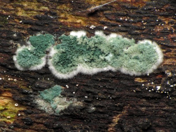 Trichoderma viridae_katja Schulz_flickr