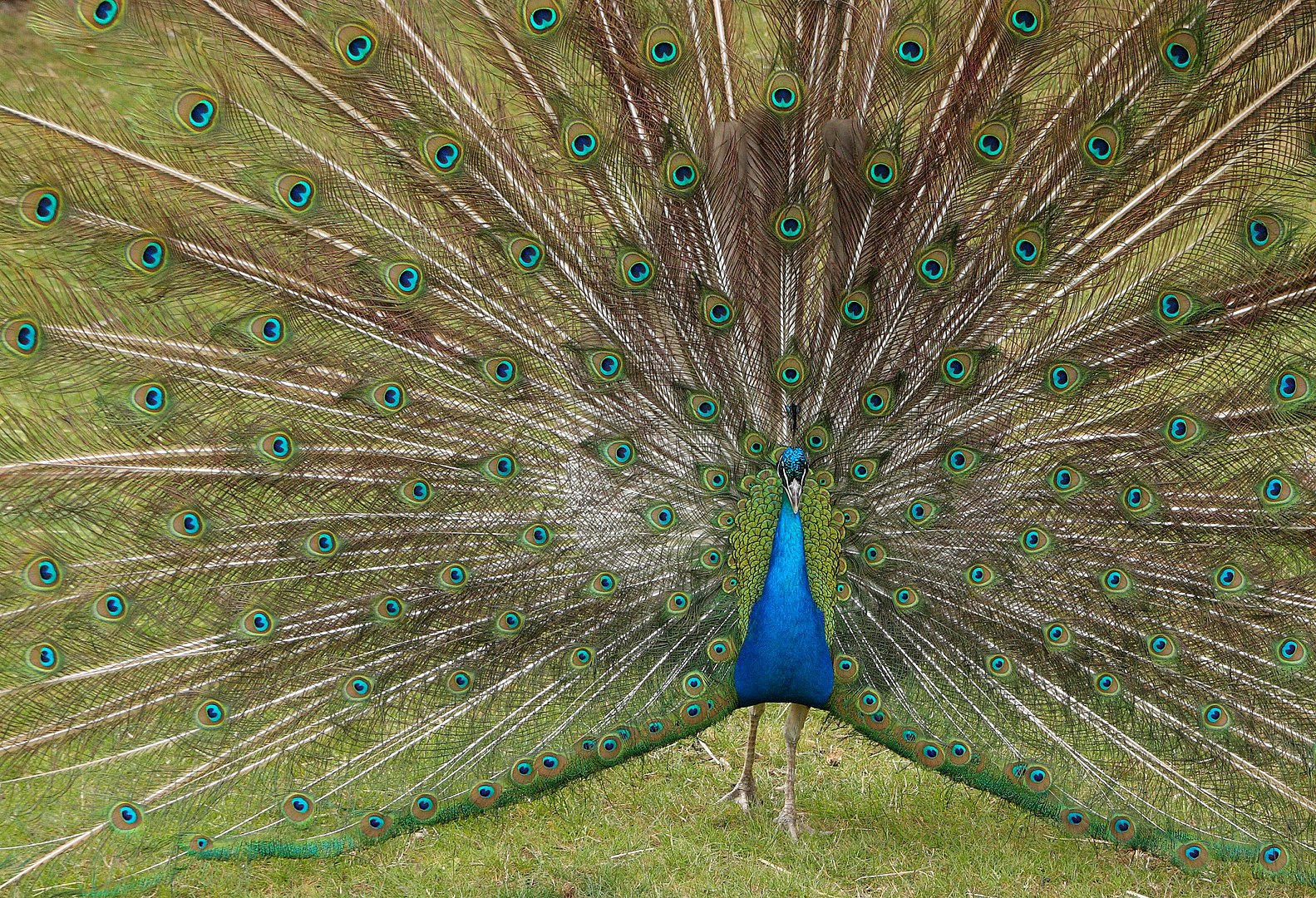 1583px-Peacock,_East_Park,_Hull_-_panoramio
