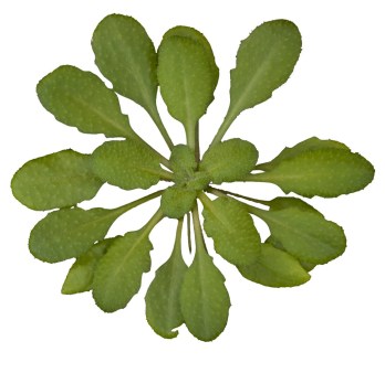 1054px-Arabidopsis_thaliana_Wikimedia