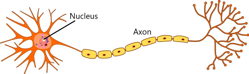 Neuronal Response to Spinal Injury: A matter of proximity ...